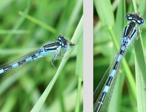 Coenagrion scitulum